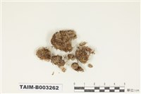 藏品(青苔科)的圖片